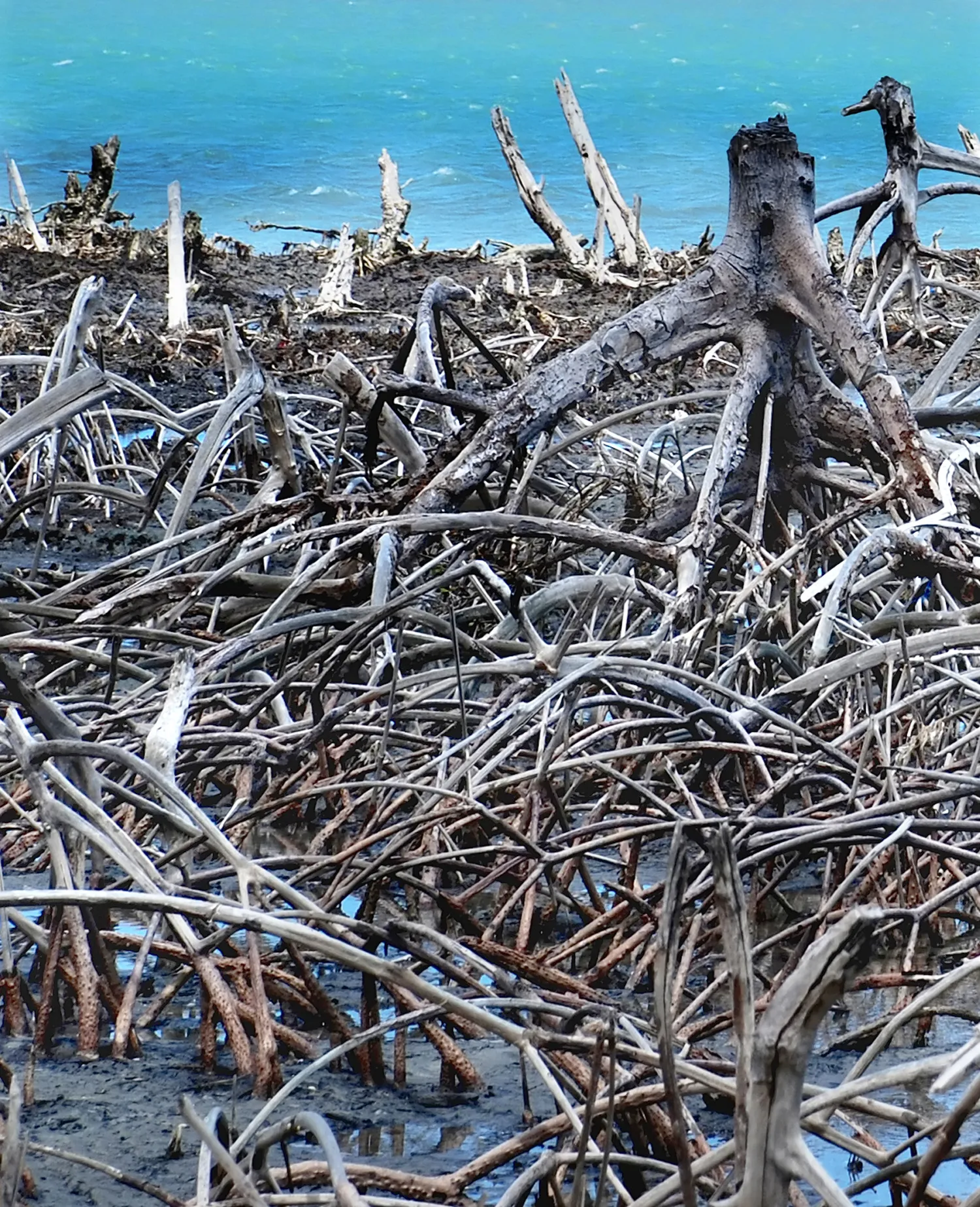 Mangrove root system in the muddy shallows. The trees appear to be dead because there is no vegetation and only the stump and roots remain.