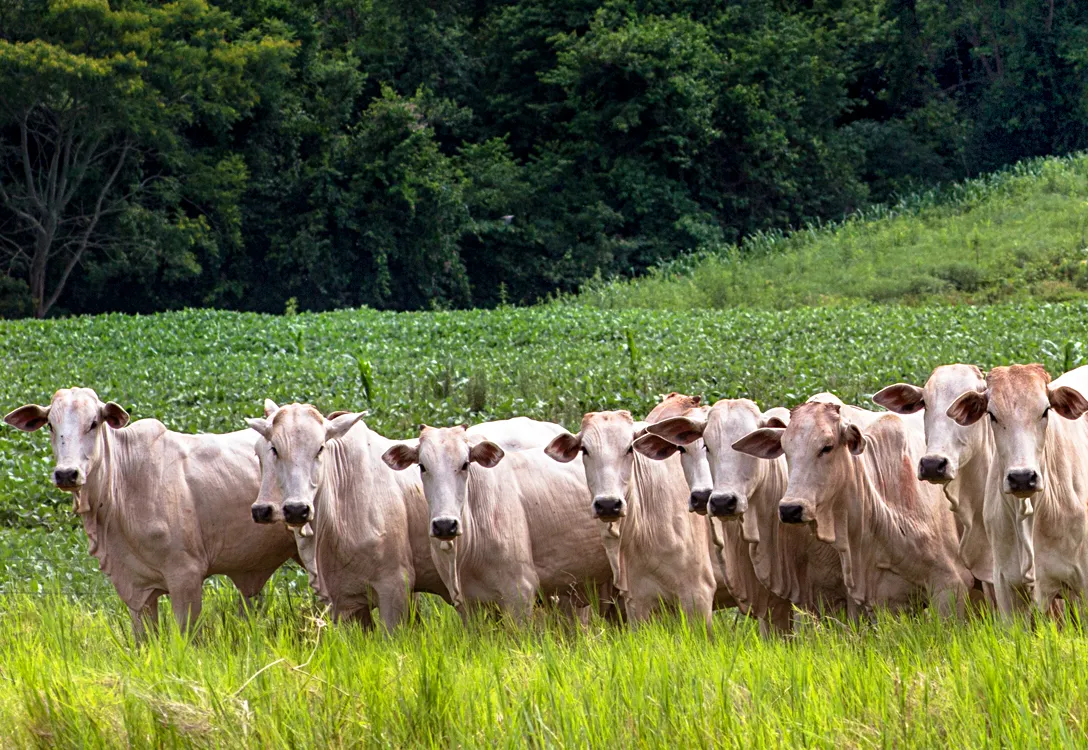 A herd of cream colored cattle stand in a field of tall grass in front of a soy field.