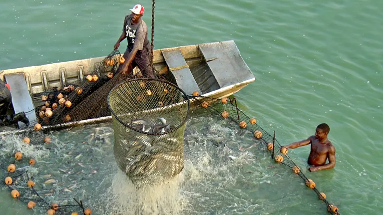 Two Black fishermen catch a bunch of fish with nets from a small boat.