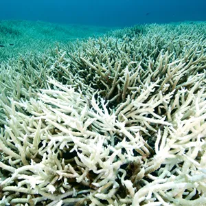 A vast area of bleached coral in blue, shallow waters.