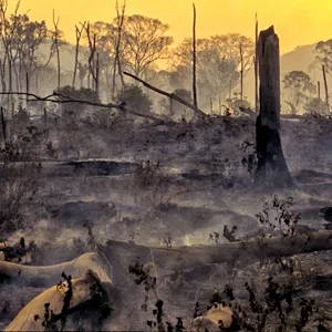 Aftermath of a forested area that was set fire to make way for grazing lands.