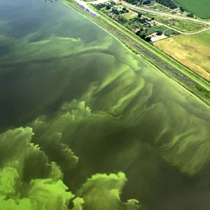 Aerial view of an algal bloom close to the coast of some farmlands.