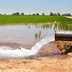 A pipe pours water into a dry rice paddy to flood it.