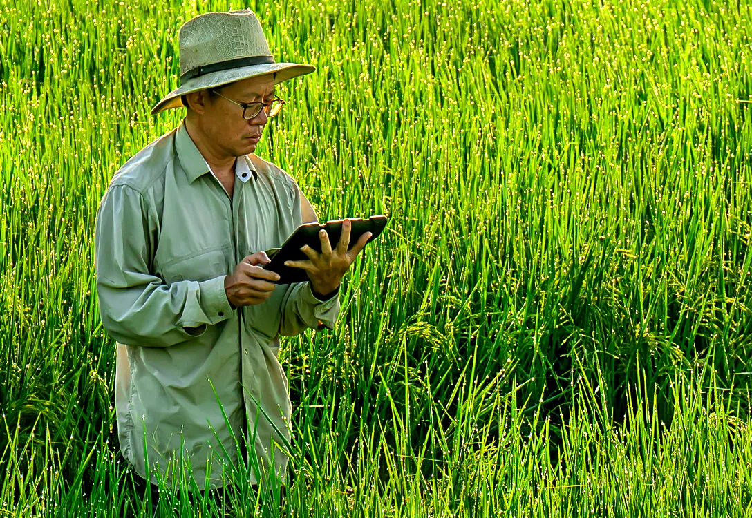 A farmer wearing a hat stands in a rice field with a tablet.