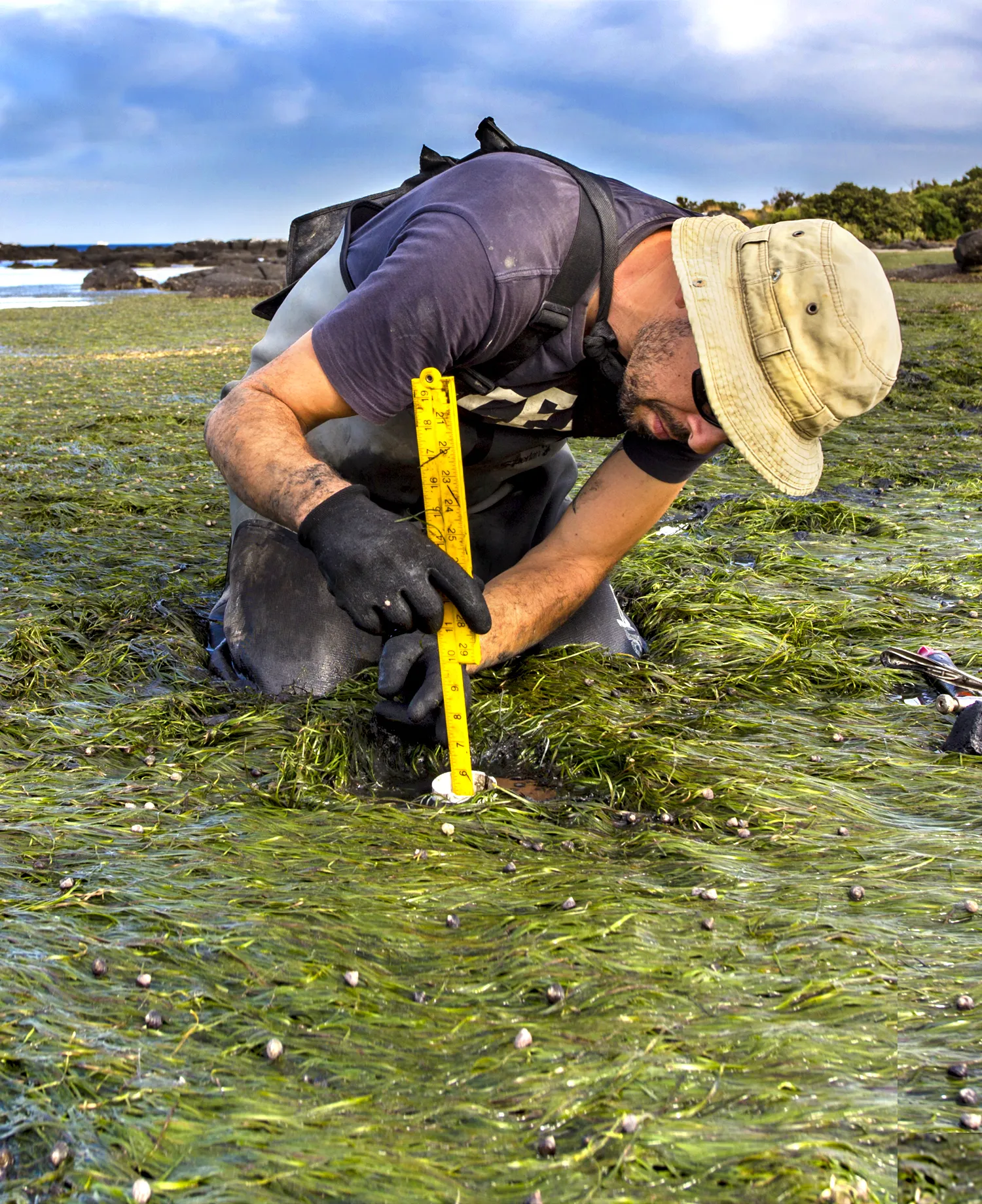 A scientist kneels and measures the seabed of a tidal area covered in seaweed.